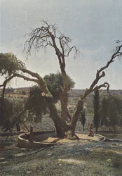 Hebron, Eiche von Mamre oder Eiche Abrahams